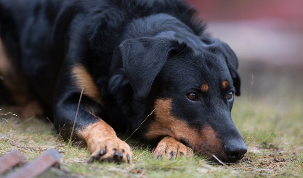 Beauceron lying