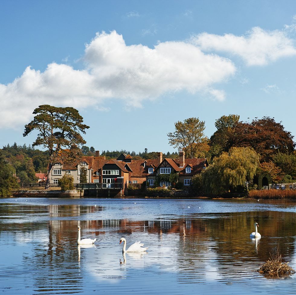 swans on the lake at beaulieu
