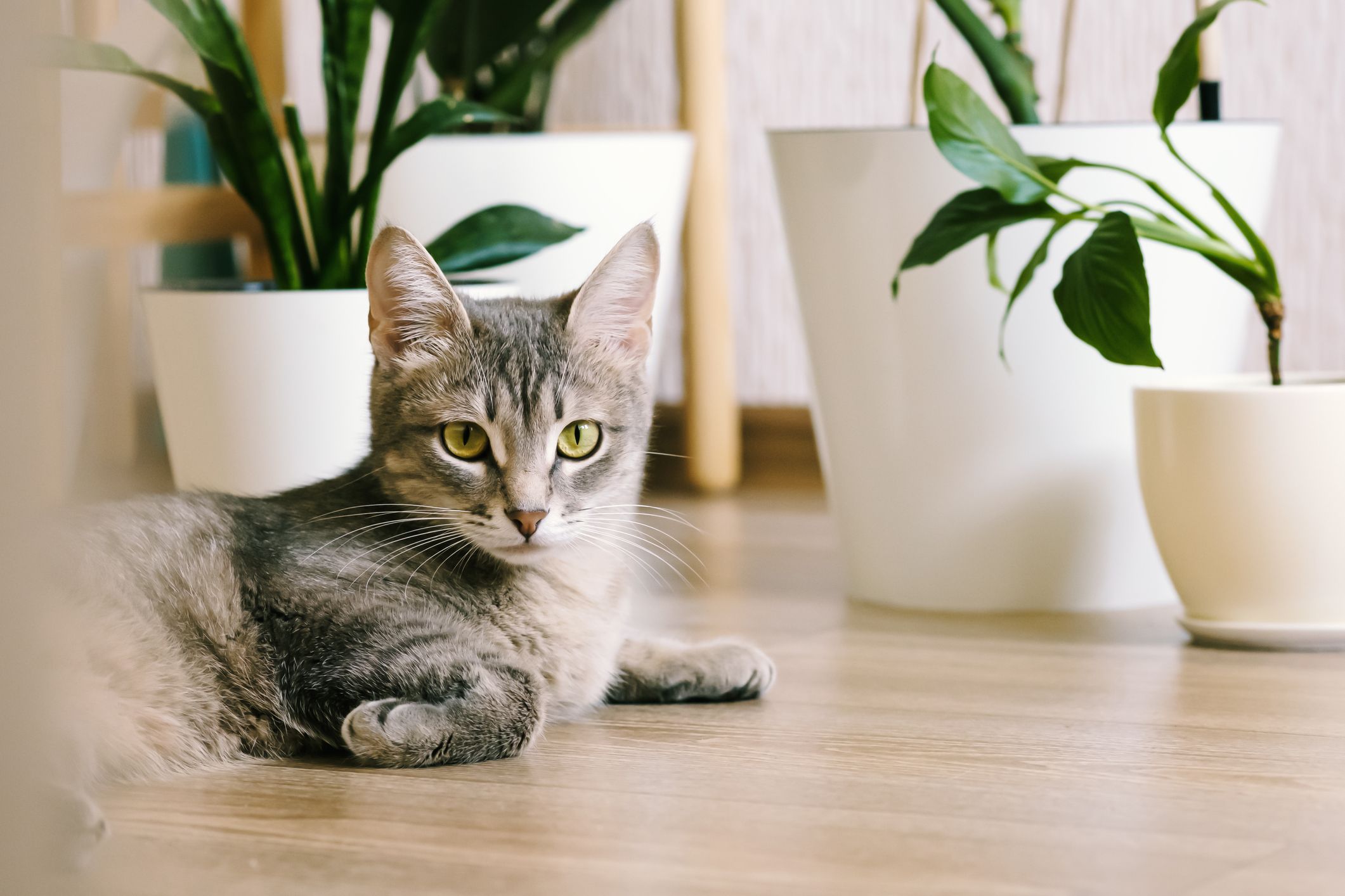 猫に安全でインテリアとしても美しい植物10｜ELLE DECOR [エル・デコ]