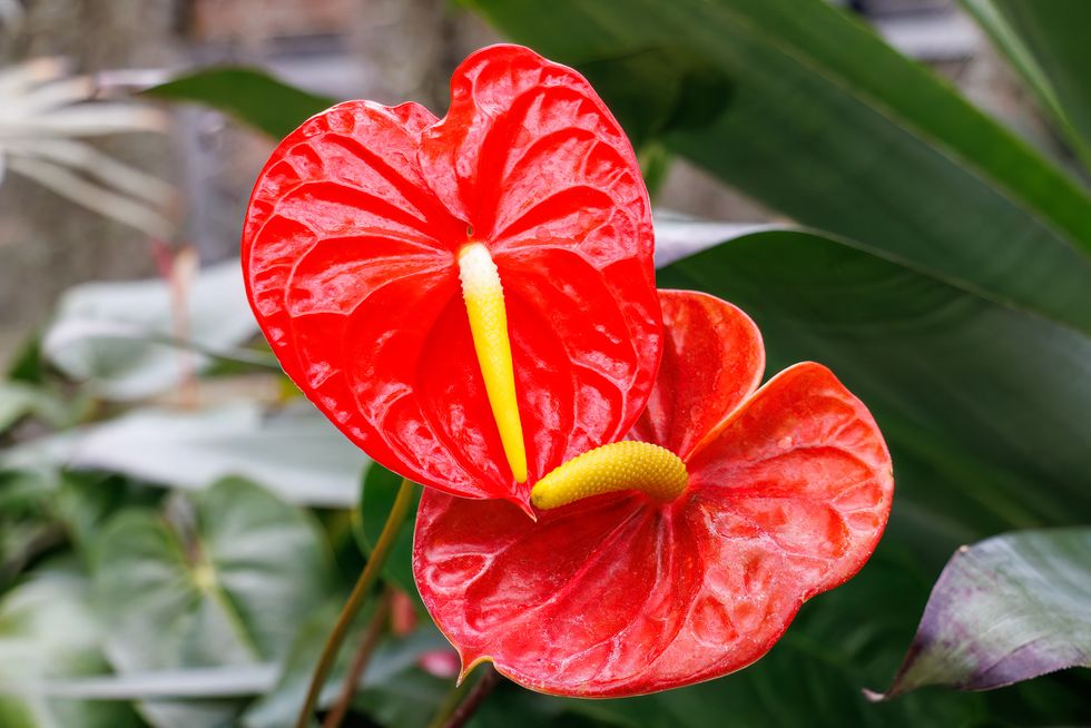 beautiful anthuriums (taro family). anthurium andraeanum.