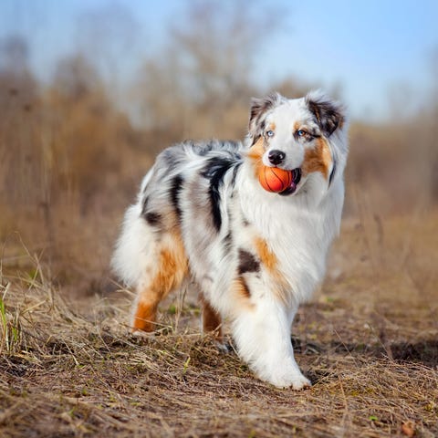 beautiful australian shepherd walking