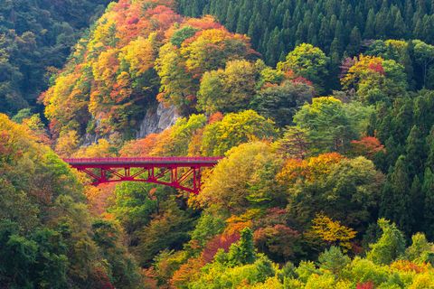beautiful autumn mountain at takamura village, yamada onsen, nagano, japan