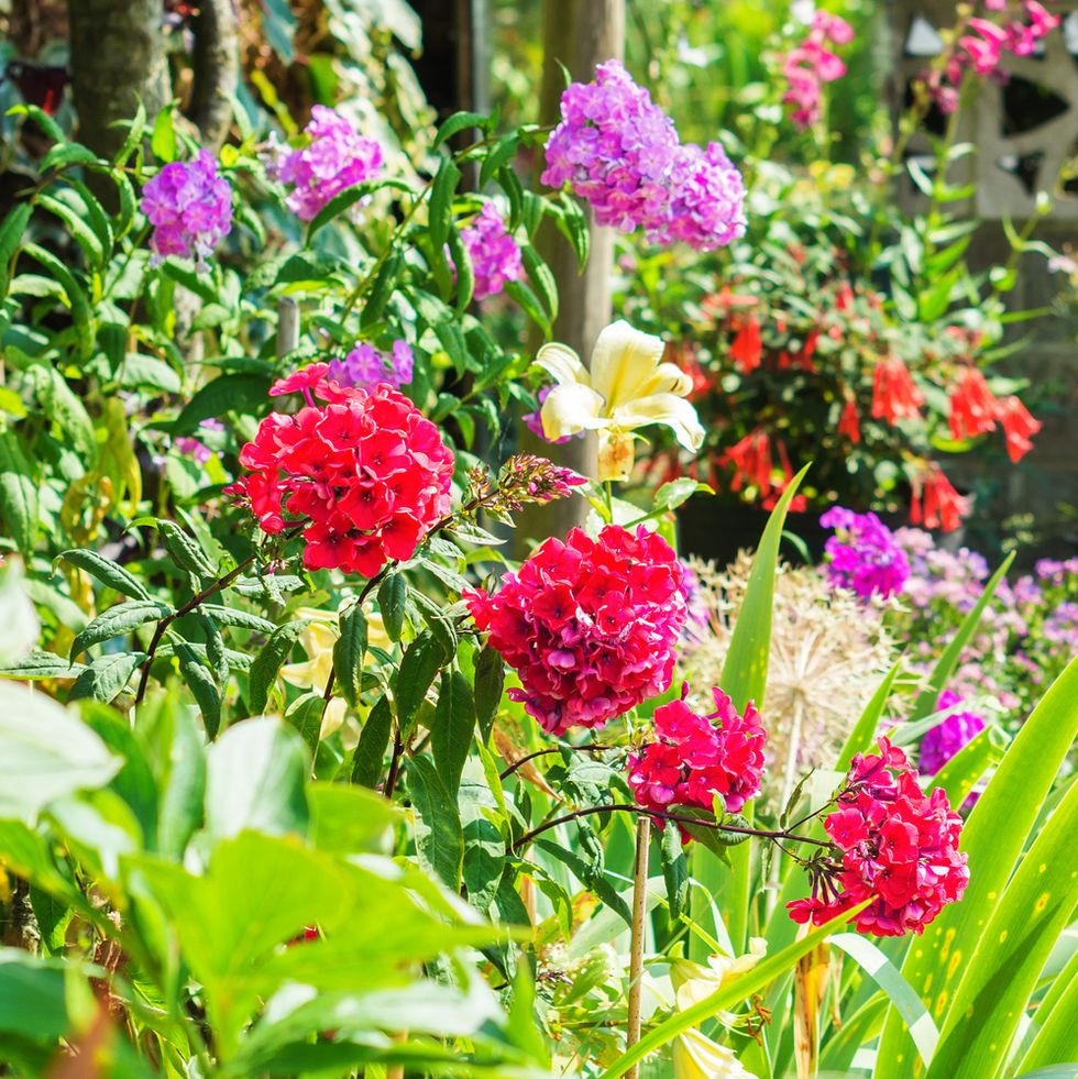 Beautiful backyard floral garden