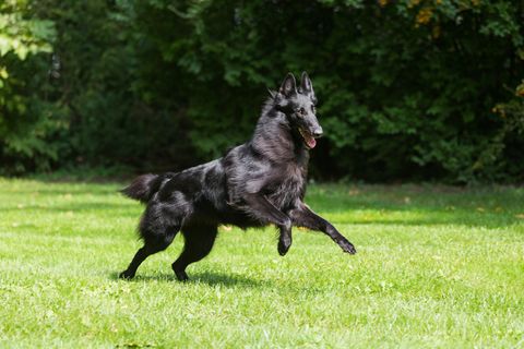 beautiful belgian sheepdog groenendaels agility training
