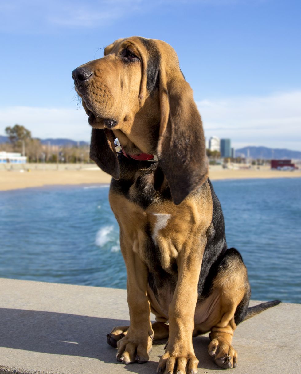 best large breed dogs bloodhound