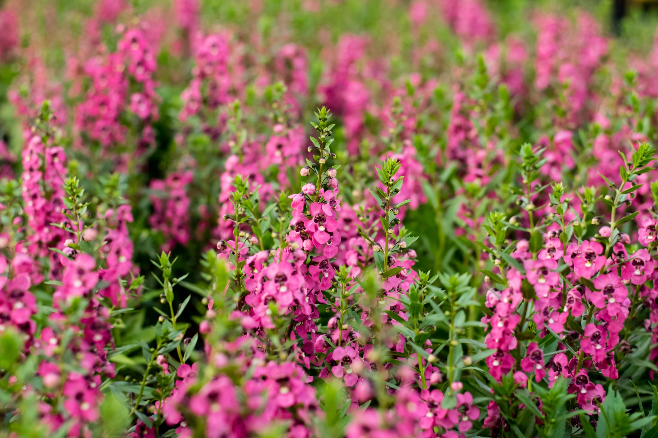 15 Easiest Flowers to Grow - Easy Flowers to Grow in Your Garden