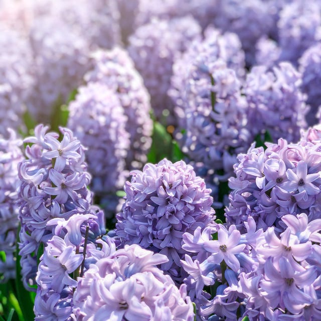 hyacinth flowers