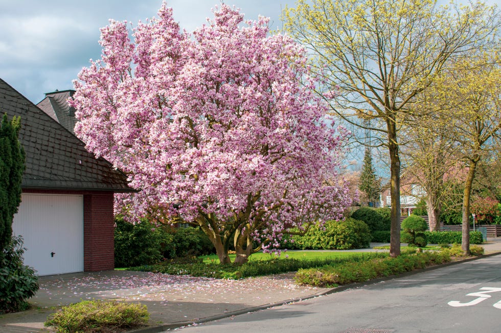 cherry blossom tree