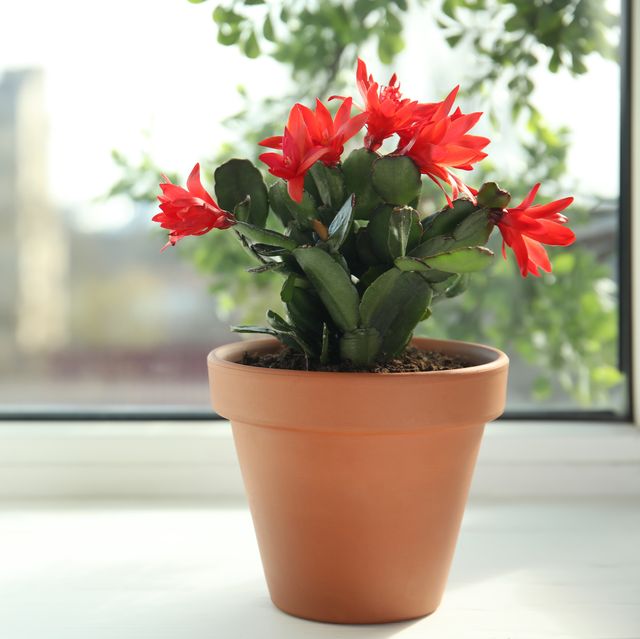 beautiful blooming schlumbergera plant christmas or thanksgiving cactus in pot on window sill space for text