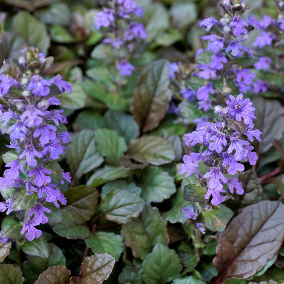 beautiful blue and violet flowers of ajuga genevensis also known as geneva bugleweed
