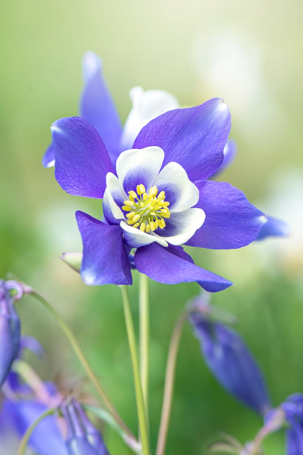 best perennials columbine