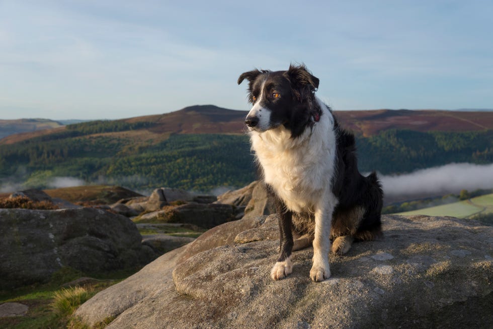 Beautiful Border Collie in the hills of the Peak District, England