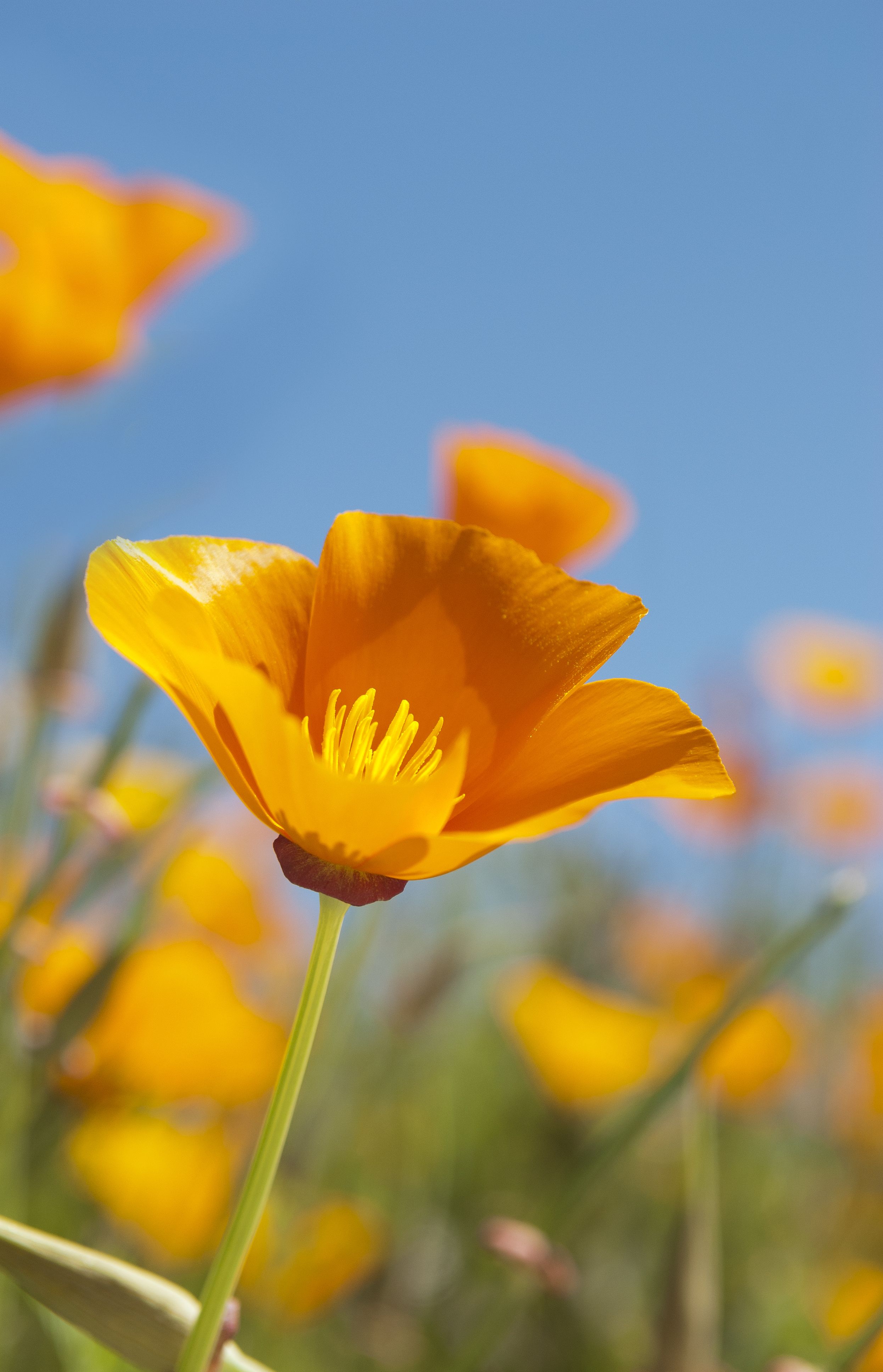Selective focus photography of yellow California Poppy flowers HD wallpaper   Wallpaper Flare