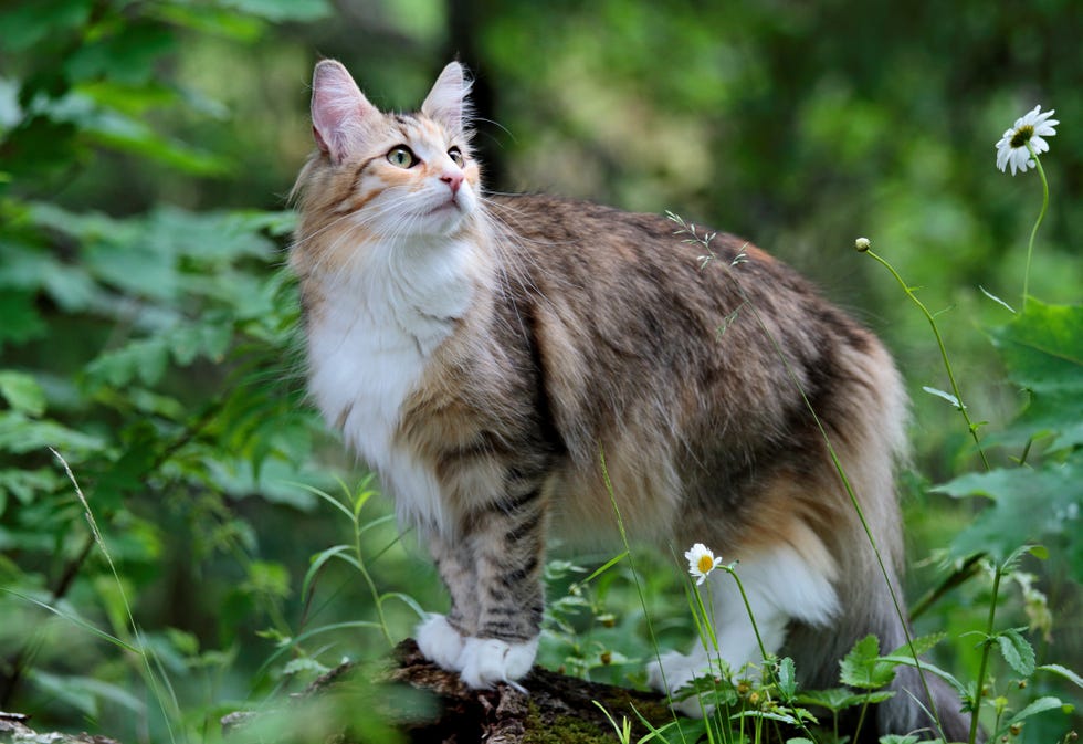 a beautiful cat looking for a prey