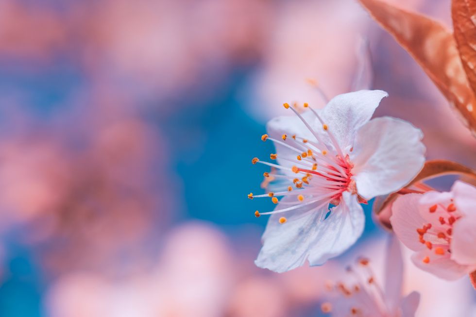 beautiful cherry blossom artistic background