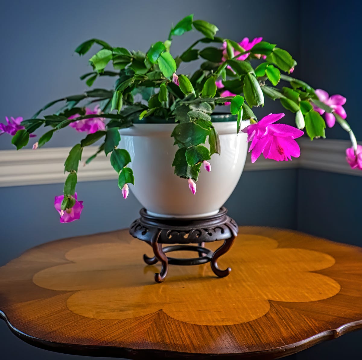 beautiful christmas cactus in full bloom against dark blue