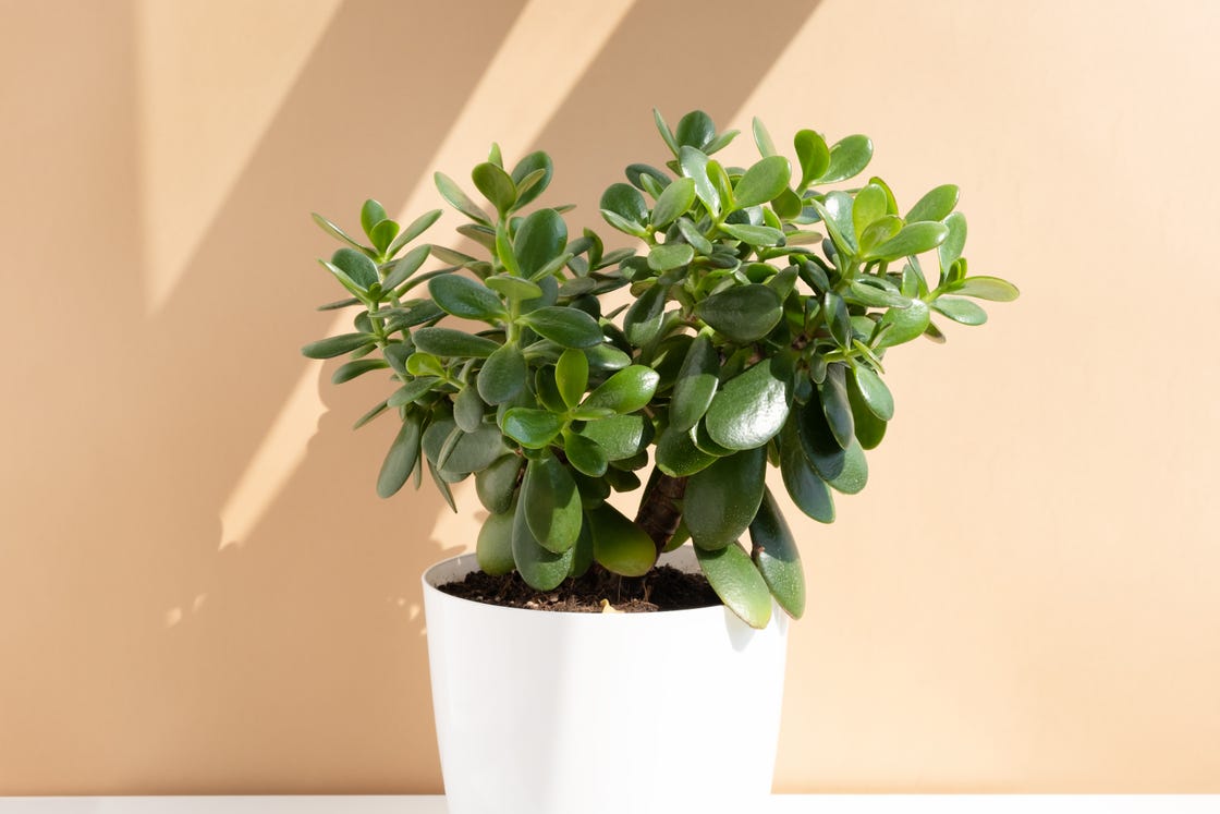 How to Care for an Indoor Jade Plant, According to Experts