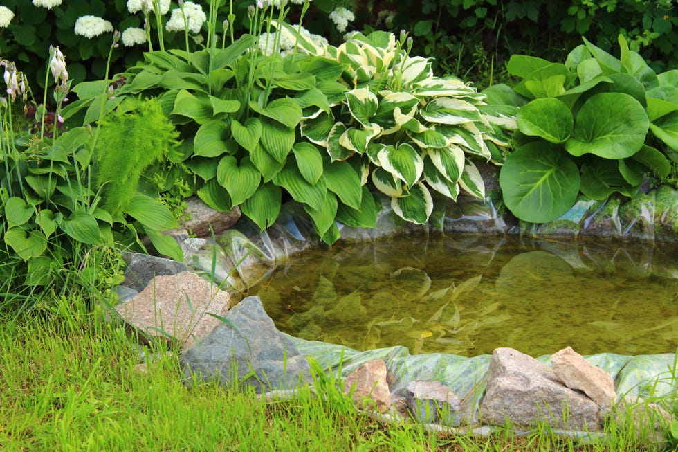 beautiful decorative pond in the garden background landscape