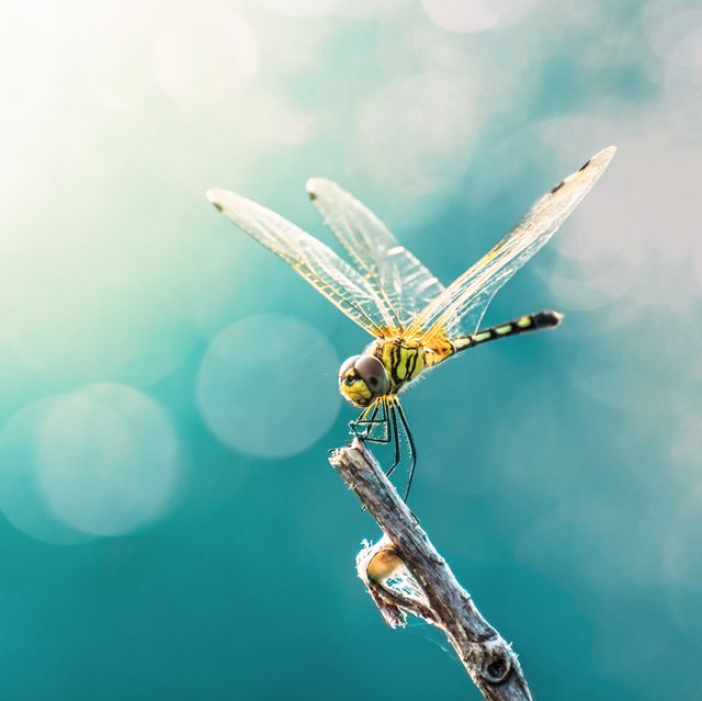 beautiful dragonfly and blur bokeh background
