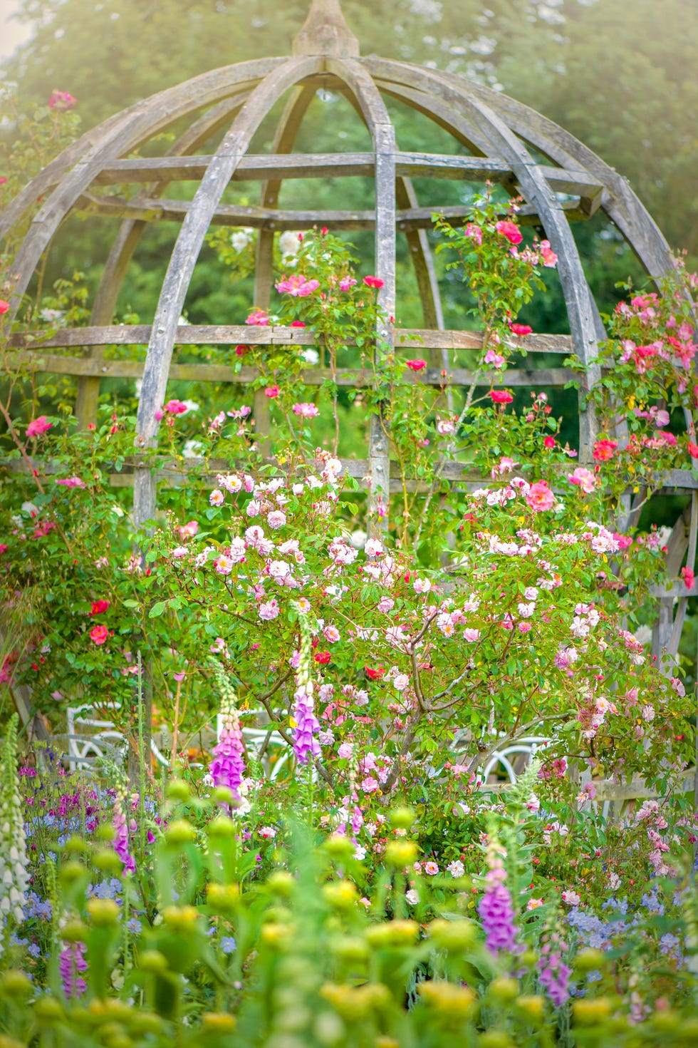 beautiful english summer garden with wooden pergola with climbing roses and foxgloves