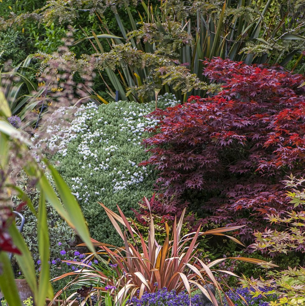 beautiful english summer, herbaceous flower borders with phormium plant, acer palmatum tree and terracotta pots