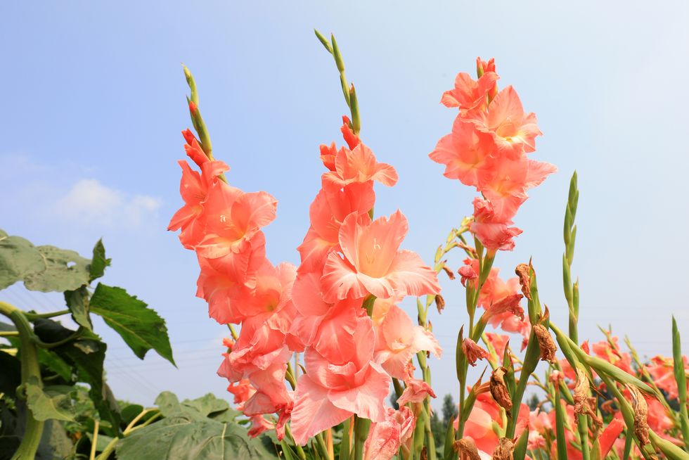 beautiful flowers of gladiolus, north china