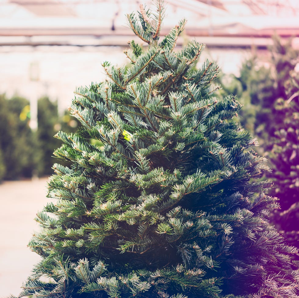 beautiful fresh cut christmas trees at christmas tree farm