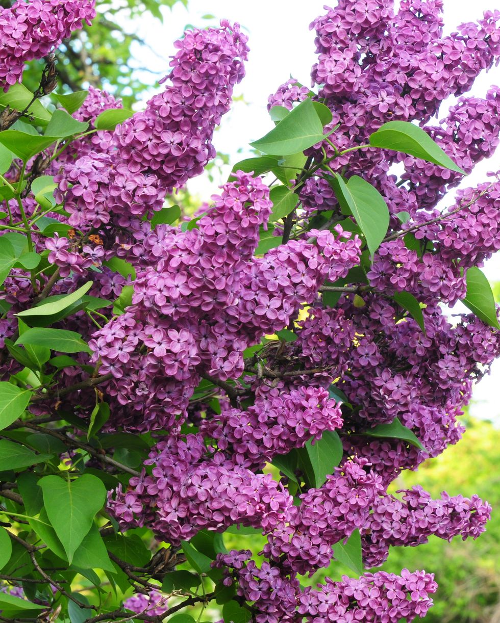 best privacy trees lilac
