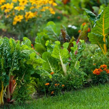 easiest vegetables to grow