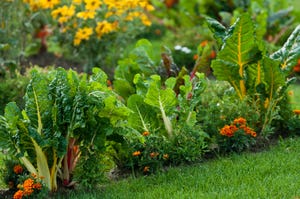 easiest vegetables to grow