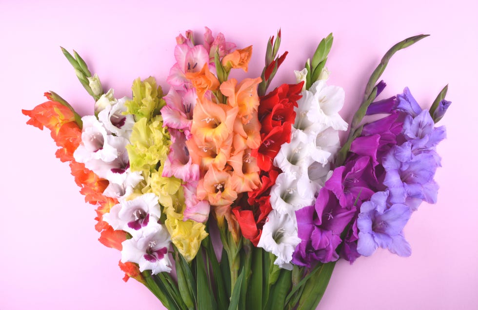 beautiful gladiolus flowers on trendy pink background