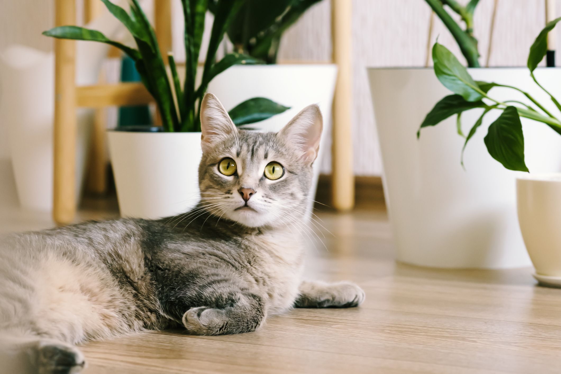 a black cat sitting on a tiled floor, trending on