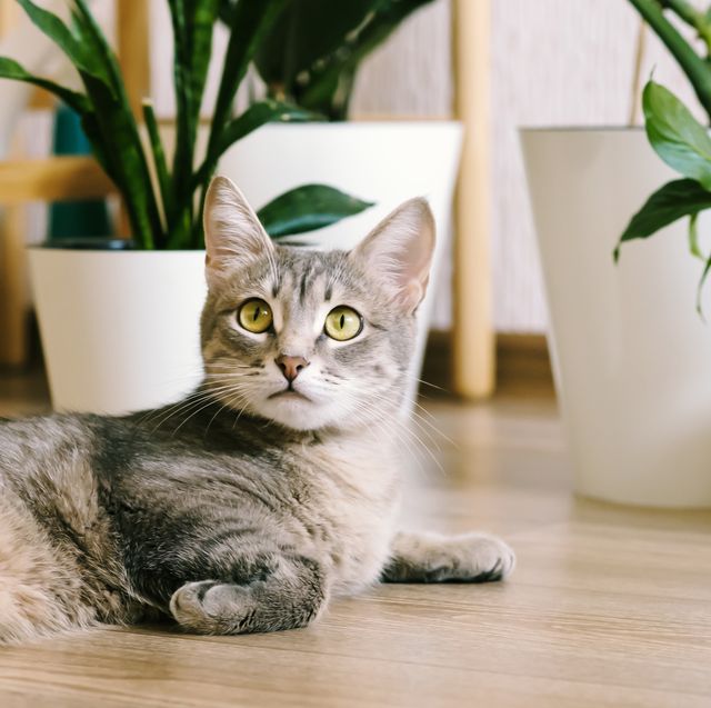 Non-Toxic Indoor House Plants for Dogs