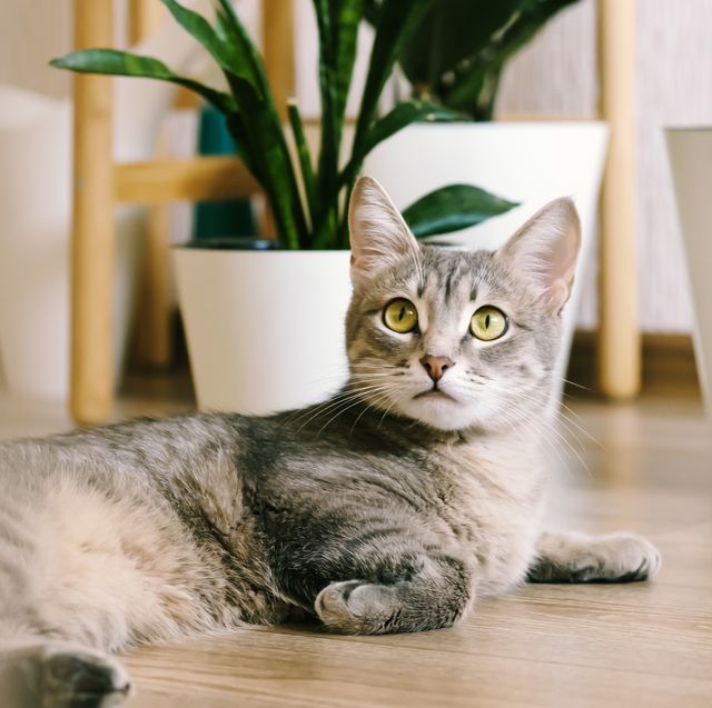 houseplants safe for cats a beautiful gray cat lies on the floor in an apartment against a background of green indoor flowers