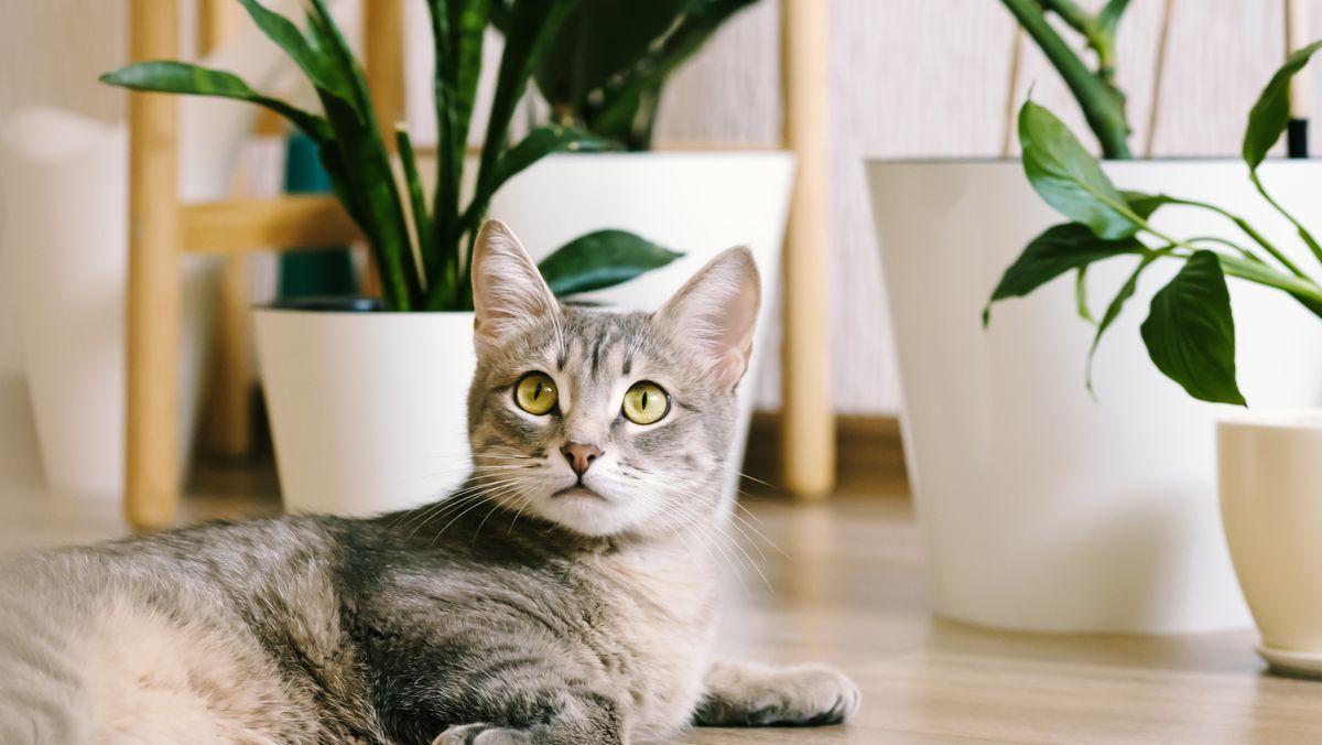 20 Non-Toxic and Beautiful Houseplants That Are Safe for Cats -  Pet-Friendly Indoor Plants