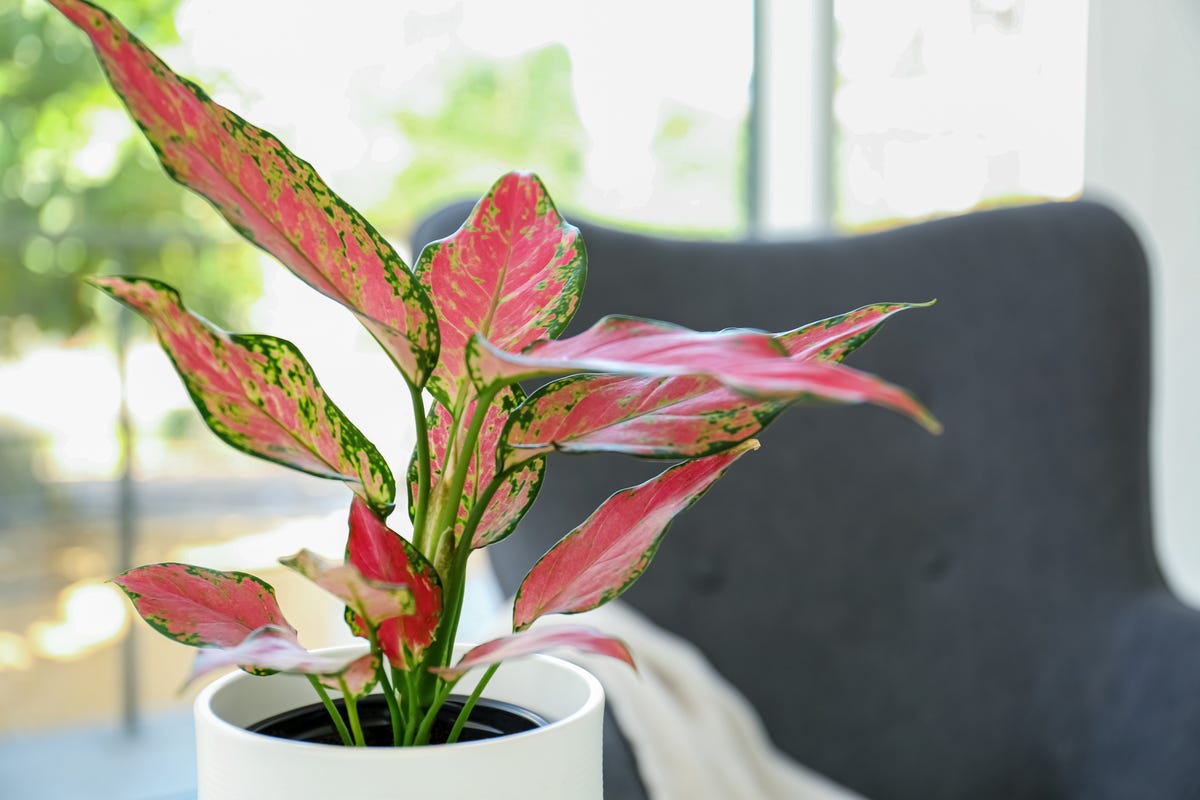ずっと眺めていたい！気分が上がる、ピンク色の観葉植物15