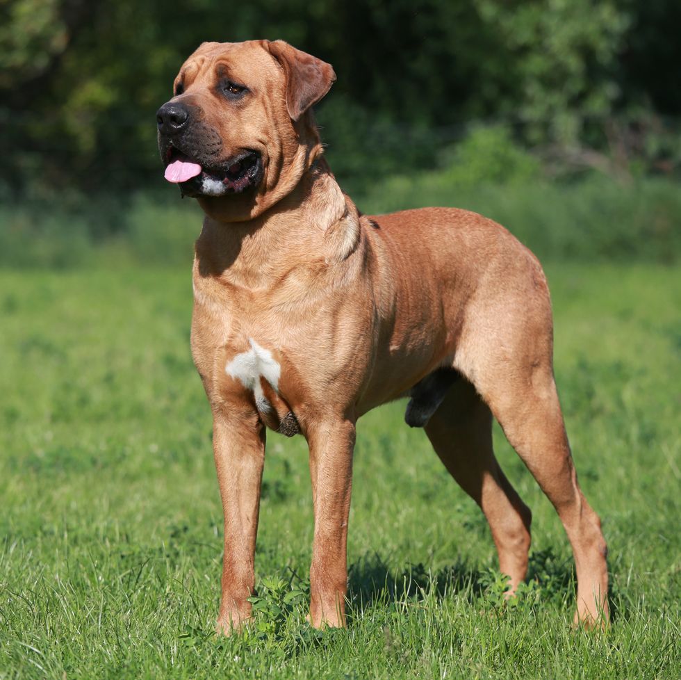 The list of 9 largest dog breeds