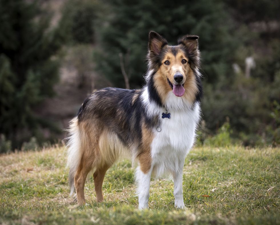 beautiful long haired rough collie dog in nature setting