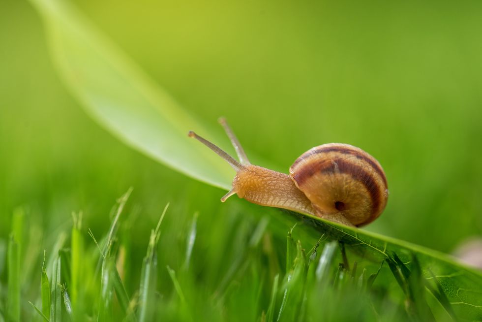 beautiful lovely snail in grass with morning dew