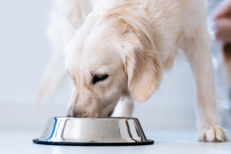 Are You Feeding Your Dog Too Often? Study Reveals How Often a Dog ...