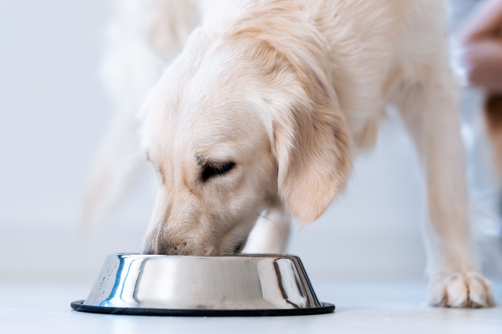 2023年6月】犬用食器のおすすめ9選｜選び方や洗い方もご紹介【早食い