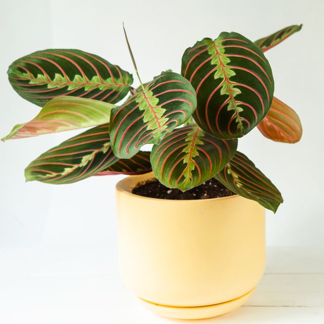 beautiful maranta leaves with an ornament on a grey background close up maranthaceae family is unpretentious plant copy space growing potted house plants, green home decor, care and cultivation