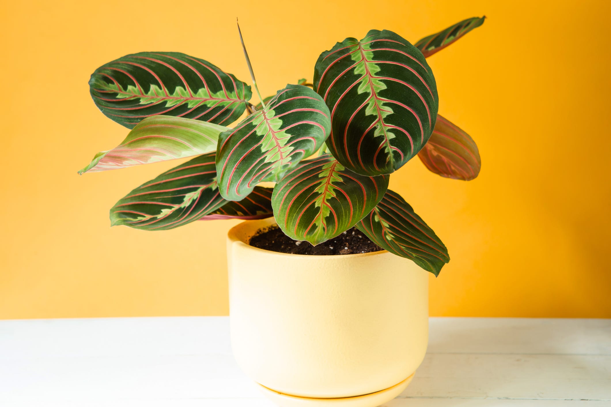 These 35 Low-Maintenance Plants Will Thrive Indoors All Winter Long