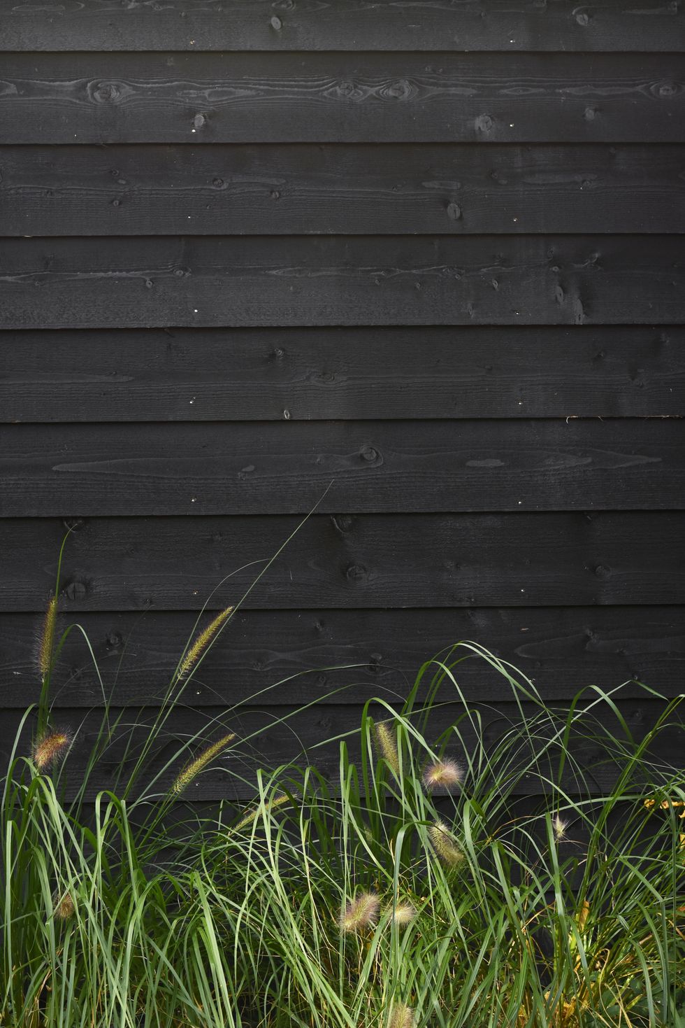 beautiful nature background green grass against black wooden wall with horizontal planks template