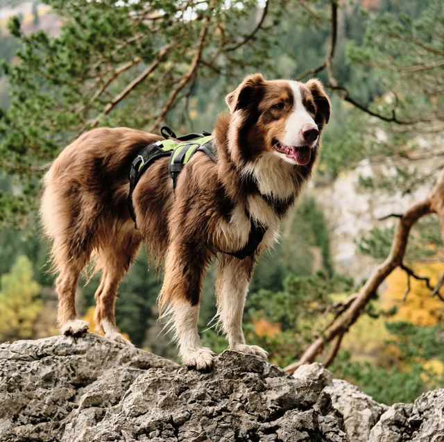 beautiful outdoors photo of red tricolor australian shepherd dog standing on the rock on autumn and coniferous forest background. nature of durmitor national park, montenegro country.