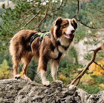 beautiful outdoors photo of red tricolor australian shepherd dog standing on the rock on autumn and coniferous forest background. nature of durmitor national park, montenegro country.