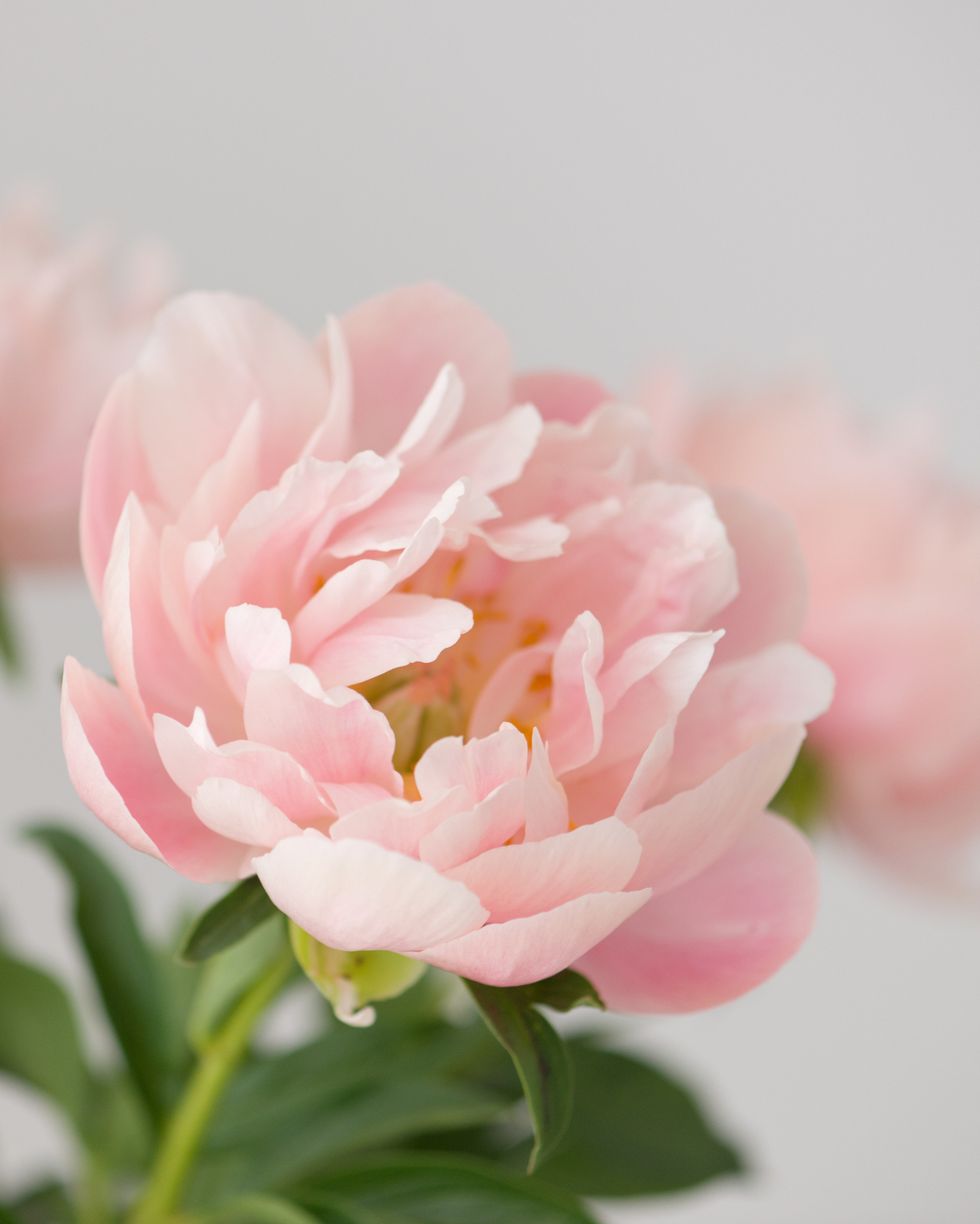 beautiful pale pink peony bouquet
