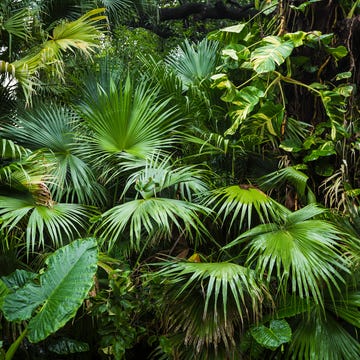 beautiful palm leaves of tree in sunlight