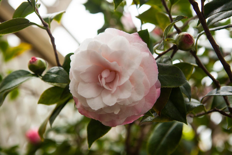 Beautiful Winter Plants