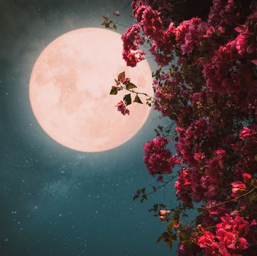beautiful pink flower blossom in night skies with full moon